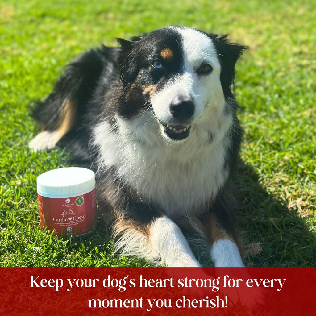 Royal Heart CardioChew | Advanced Heart Support Supplement for Senior Dogs